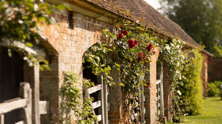 The exterior of the Bus stalls (farm buildings) with climbing roses on the outside at Barrington Court, Somrset